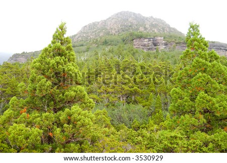 Misty Pencil Pine Forest at Cradle Mountain in Tasmania, Australia