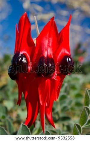 Sturt\'s Desert Pea, the stunning floral emblem of South Australia