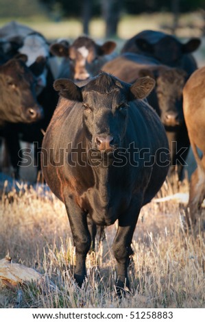 Black cattle staring at camera