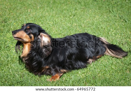 long haired dachshund black and brown. lack long-haired