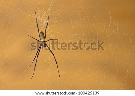 Lovely closeup of this huge golden orb web spider sitting in its web, against a nice background. Landscape orientation