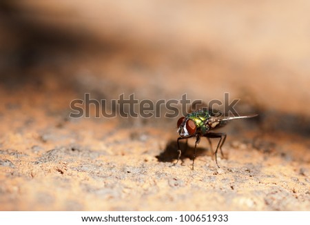 Nice macro image of a common house fly, nice use of Depth of Field to isolate subject