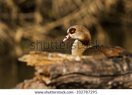 Very nice image of an egyptian goose. Composition makes this a little different to what we normally see of this bird