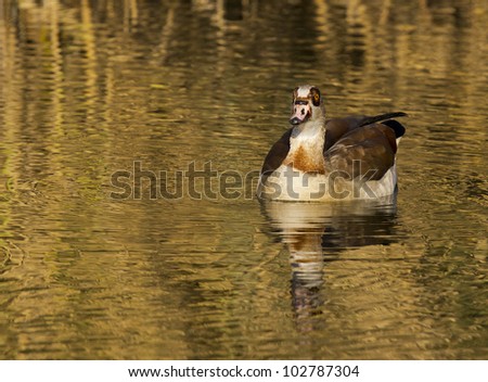 Very nice incoming Egyptian goose, with a nice reflection on the water