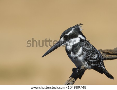 Really nice image of a Pied Kingfisher perched against a super background