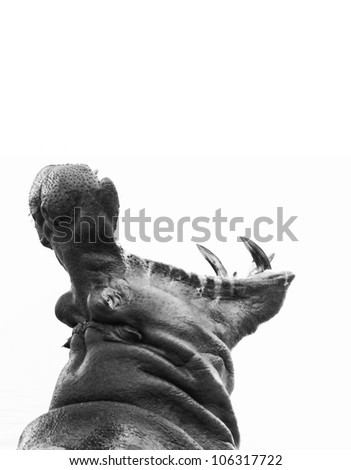 black and white Hippo with mouth open on white
