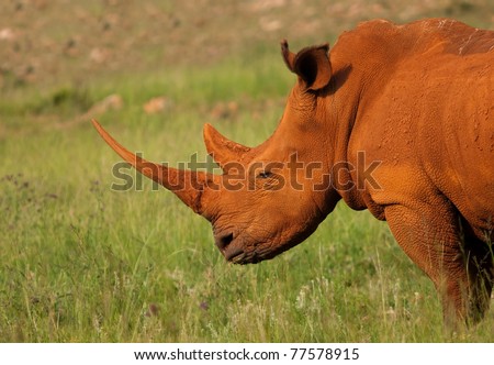Dusty White Rhino in good afternoon light