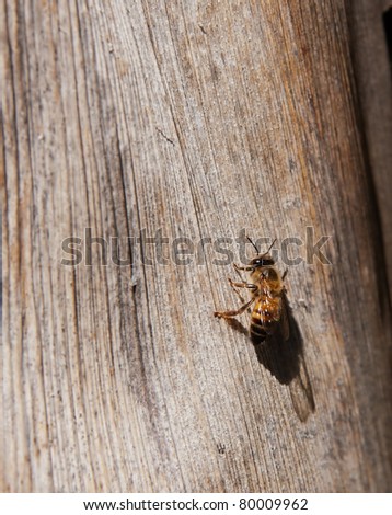 African Honey Bee on tree bark