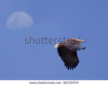 Fish Eagle, lovely against sky and moon