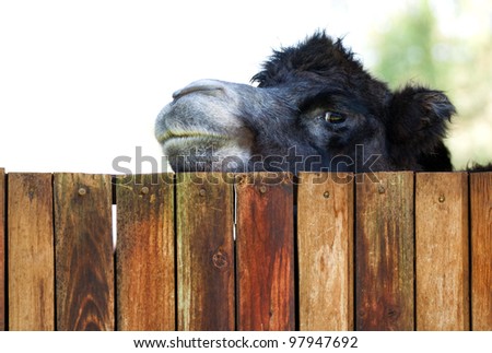 Camel peeking over a fence