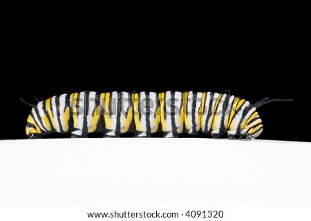 monarch caterpillar clipart. Monarch Caterpillar side