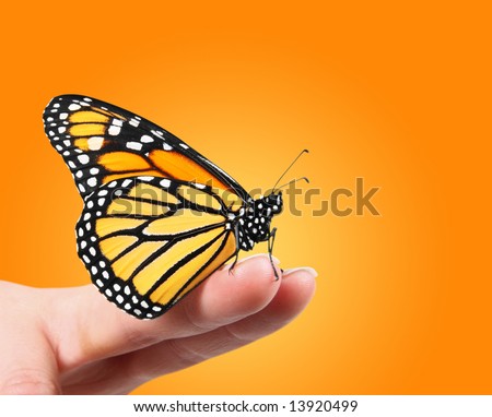 Monarch Butterfly on finger tips