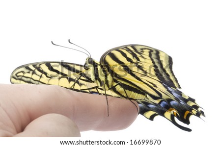 Swallowtail Butterfly Resting on Finger isolated on white background