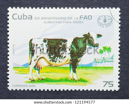 CUBA - CIRCA 1995: a postage stamp printed in Cuba showing an image of a cow commemorative of Food and Agriculture Organization FAO 50th anniversary, circa 1995.