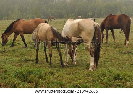 Adult horse feeding the foal surrounded by horses
