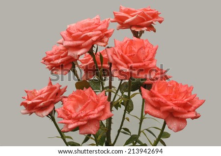 Pink cabbage roses gathered in a bouquet