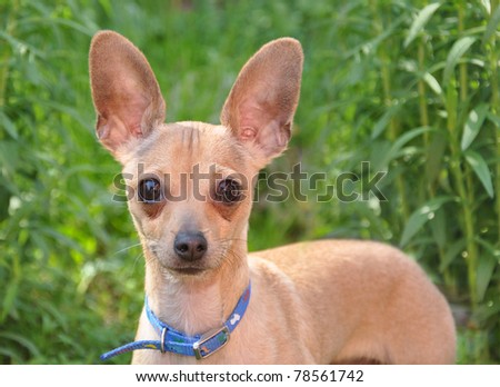 The dog a toy terrier costs