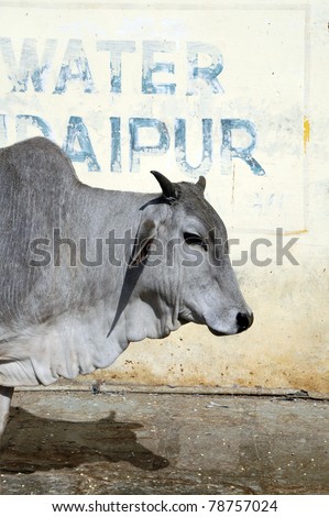 Indian cow