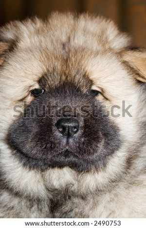 thoroughbred puppy of a chow breed