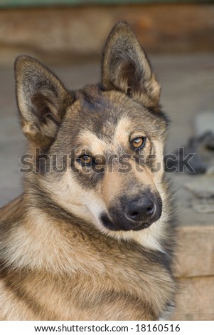 husky hound