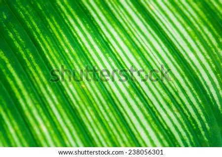leaves pattern, textures of fern, green leave