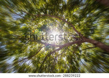 Abstract light and the sun rays with zoom effect penetrating in tree