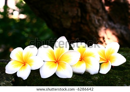 row of frangipani plumeria flowers on a bed of green moss