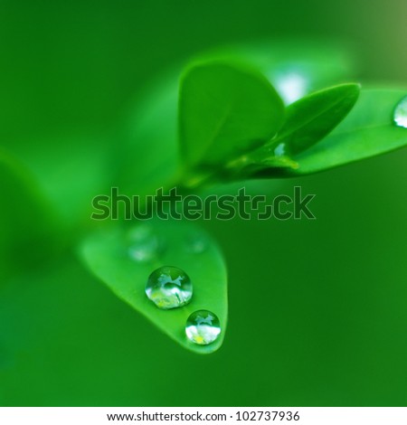 Rain drops on the leaf