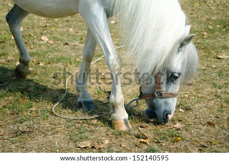 Close up of white female horse feeding