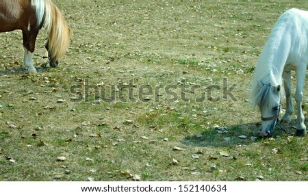 Two small young pony horses feeding with copy space