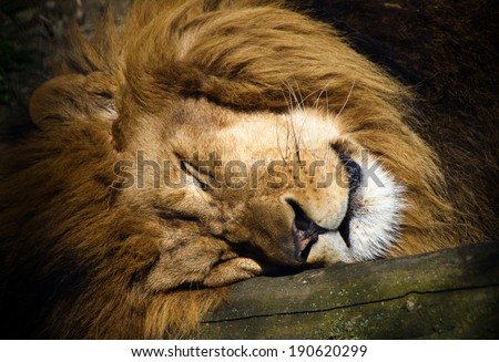 Sleeping lion in the shadow. Head illuminated by the sun.
