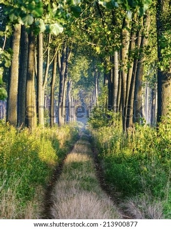 Straight path through forest.