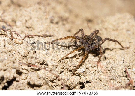 Cute little European Lycosa spider or wolf spider. High magnification macro shot