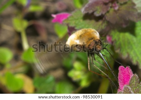 Macro of Bombylius Major or Large Bee Fly pollinate flower