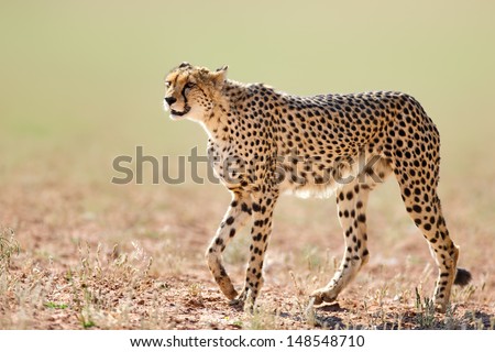 Cheetah walking on open plains  - Kalahari desert - South Africa