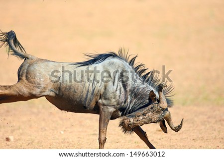 Muddy Blue wildebeest on the run (  Taurinus; connochaetes ) - Kalahari desert - South Africa