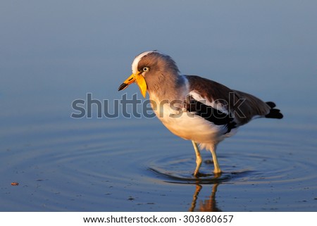 White-crowned lapwing (Vanellus albiceps) wading in water - Kruger National Park (South Africa)