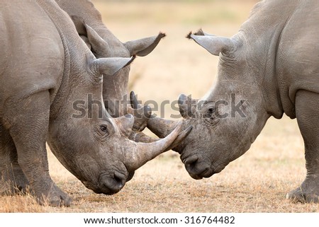 Three White Rhinoceros bulls (Ceratotherium Simum) locking horns and interacting in the Kruger National Park (South Africa)