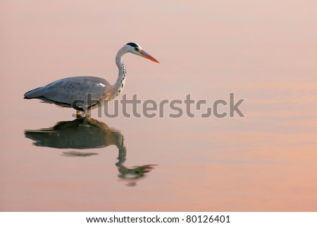 Grey heron wading in water with late afternoon coloured reflections
