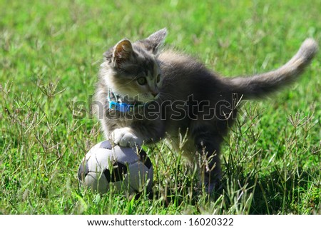 A kitten playing with a soccer ball