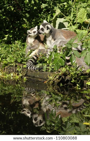 lemurs kissing