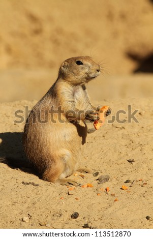 Prairie dog holding a carrot