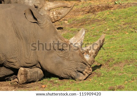 Rhino sleeping on the ground