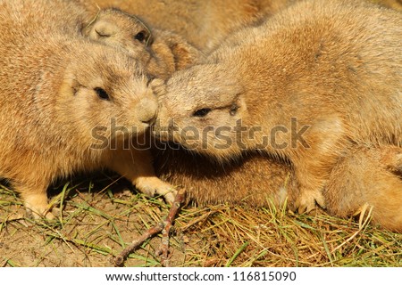 Prairie dogs hugging
