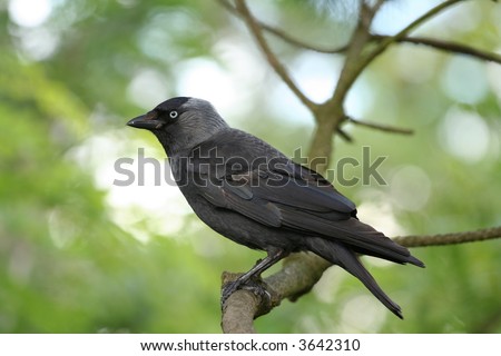 Three black crows sat on a tree