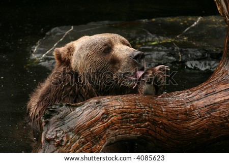 Brown bear in water licking his paw