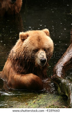 Brown bear (Kodiak bear) in the water