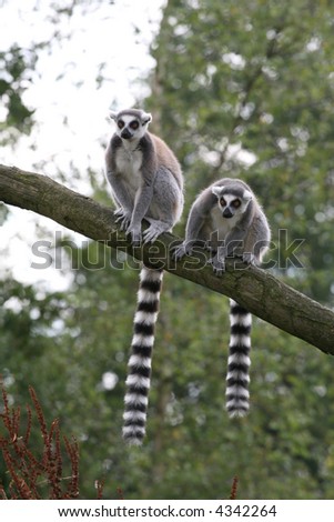 Two Lemurs