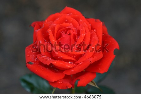 Red rose with morning  dew-droplets