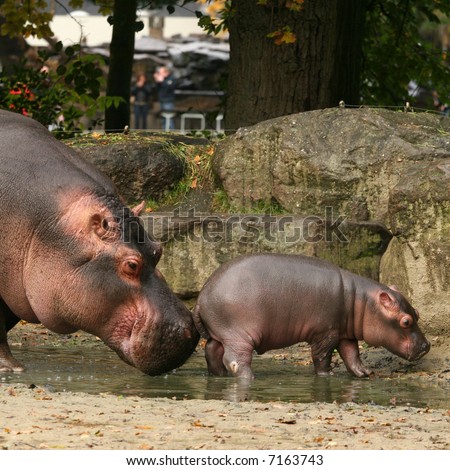 Mother Hippo